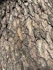 Obraz premium bark of a tree