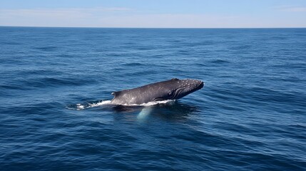 A magnificent spotted whale gracefully emerges from the deep blue ocean s surface on a clear sunny day embodying the majesty of marine life