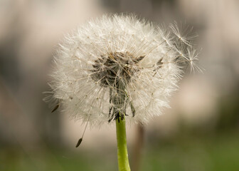 Ein Foto einer Pusteblume vor einem Hintergrund aus verschwommenem Pusteblumen.