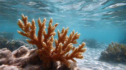 A vibrant orange brown branching coral colony grows on a sandy seabed illuminated by sunlight filtering through the clear blue tropical ocean waters
