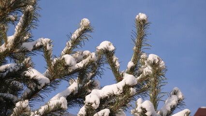 Zielone konary sosny z widocznymi igłami przykryte grubą warstwą białego śniegu.  © tomo81