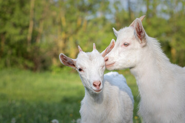 Obraz premium baby goat eating grass. white goat on a meadow. goats on a meadow. baby goat and mother. two white goats