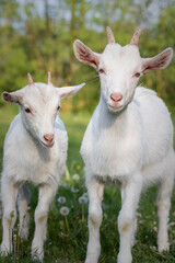 Obraz premium baby goat eating grass. white goat on a meadow. goats on a meadow. baby goat and mother. two white goats