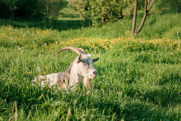 baby goat eating grass. white goat on a meadow. goats on a meadow. baby goat and mother. two white goats