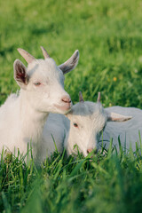 baby goat eating grass. white goat on a meadow. goats on a meadow. baby goat and mother. two white goats