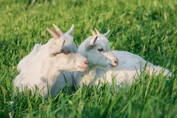 baby goat eating grass. white goat on a meadow. goats on a meadow. baby goat and mother. two white goats © Sirochuk