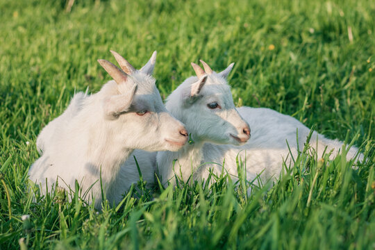baby goat eating grass. white goat on a meadow. goats on a meadow. baby goat and mother. two white goats