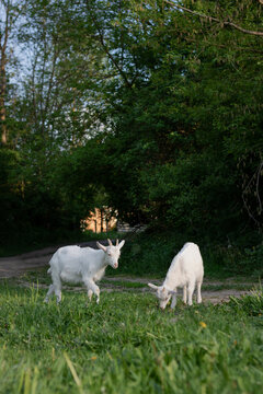 baby goat eating grass. white goat on a meadow. goats on a meadow. baby goat and mother. two white goats