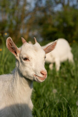 Obraz premium baby goat eating grass. white goat on a meadow. goats on a meadow. baby goat and mother. two white goats