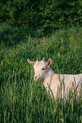 Obraz premium baby goat eating grass. white goat on a meadow. goats on a meadow. baby goat and mother. two white goats