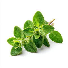 Fresh oregano herb sprig with vibrant green leaves and texture