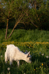 Obraz premium baby goat eating grass. white goat on a meadow. goats on a meadow. baby goat and mother. two white goats