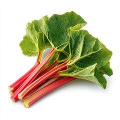 Fresh rhubarb stalk with green leaves, vibrant and crisp