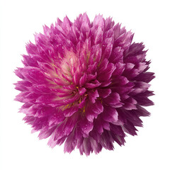 Globe amaranth flower top view with water droplets and white