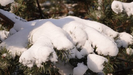 Zielone konary sosny z widocznymi igłami przykryte grubą warstwą białego śniegu.  © tomo81