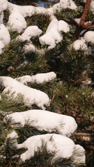 Zielone konary sosny z widocznymi igłami przykryte grubą warstwą białego śniegu.  © tomo81