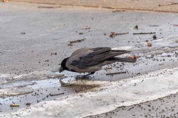 Fototapeta premium A bird is standing on a wet road. The bird is black and gray. The bird is eating something