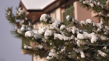 Zielone konary sosny z widocznymi igłami przykryte grubą warstwą białego śniegu.  © tomo81