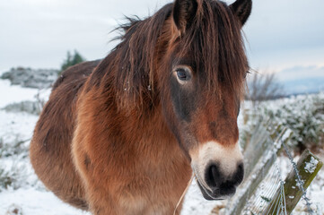 Obraz premium Exmoor Pony standing in snowy pentlandite hills in Scotland