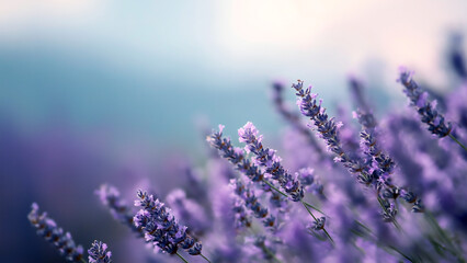 Fototapeta premium Delicate lavender flowers against a blurred background, conveying calm, freshness, and botanical beauty with a soft, soothing aesthetic.