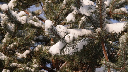 Zielone konary sosny z widocznymi igłami przykryte grubą warstwą białego śniegu.  © tomo81
