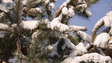 Zielone konary sosny z widocznymi igłami przykryte grubą warstwą białego śniegu.  © tomo81
