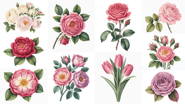 Collection of various pink roses and tulips on white background
