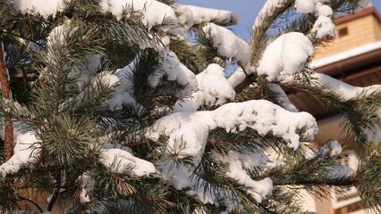 Zielone konary sosny z widocznymi igłami przykryte grubą warstwą białego śniegu.  © tomo81