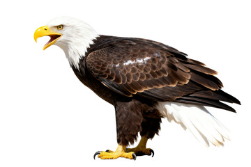 Obraz premium Bald Eagle with White Head and Brown Body