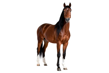 Naklejka premium Beautiful Bay Horse with White Markings