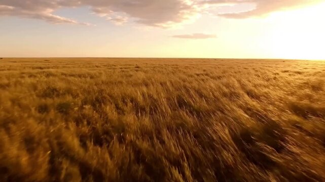 Golden Hour Grass Motion Low-angle medium shot, bathed in warm golden light, focusing on the intricate dance and shimmering texture of individual tall grass blades as they are 'combed' by the breeze.