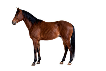 Obraz premium Full body portrait of a brown horse