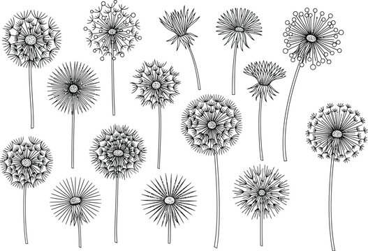 Artistic dandelion clock illustrations in black and white minimalist style