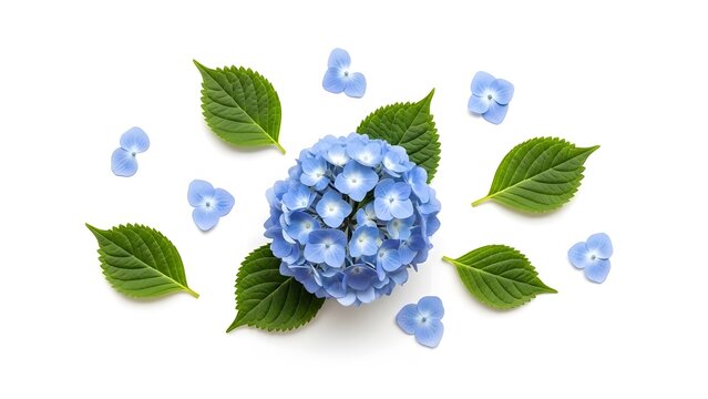 Flat Lay Composition of Blue Hydrangea with Leaves and Petals on White