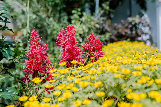 Red and yellow tropical flowers blooming together in a lush garden, creating a colorful and vibrant outdoor scene
