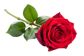 Fototapeta premium Red Rose with Green Leaves on Black Background flower