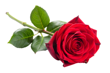 Red Rose with Green Leaves on Black Background flower