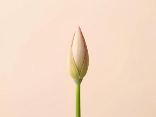 Graceful unopened lily bud on soft beige background embodying spring 2026 promise and Easter anticipation. Ideal for minimalist design, beauty campaigns, wellness branding and seasonal content.