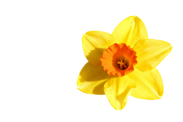 Vibrant Yellow Daffodil with Orange Center