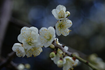 寒さに耐え気品よく咲く
