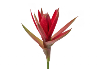 Red bird of paradise flower plant tropical isolated on a transparent background