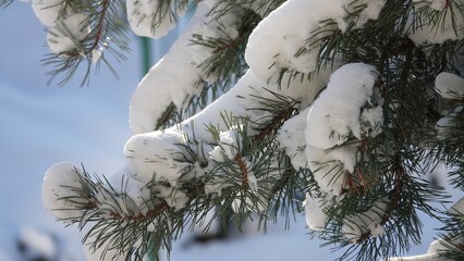 Zielone konary sosny z widocznymi igłami przykryte grubą warstwą białego śniegu.  © tomo81