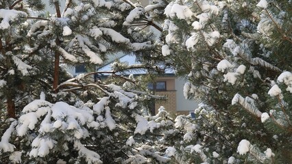 Konary sosny z widocznym śniegiem pokrywającym igły © tomo81