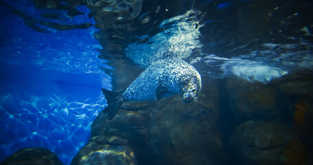 Close Up View On Harbor Seal Or Phoca Vitulina Swim In Underwater Aquarium. Playful True Seal. Most...