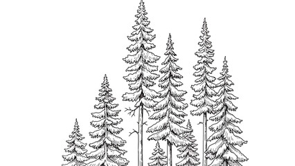 Obraz premium Vector Illustration of Pine Trees in Naturalistic Style with Black and White Color Scheme for Eco Nature Design