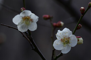 寒さに耐え気品よく咲く