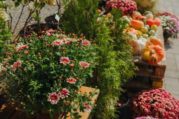 Chrysanthemum flowers and pumpkins on display at a market stall for autumn season.