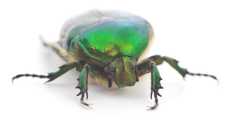 Green rose chafer beetle isolated on white background
