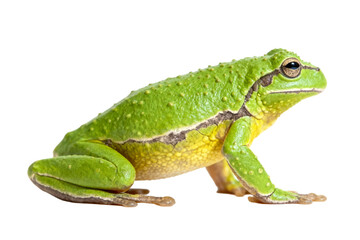 Fototapeta premium Green Tree Frog (Hyla arborea) on White Background