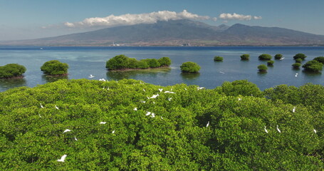 White egrets flying and perching on lush green mangrove trees, with tranquil ocean water, scattered mangrove islands, and distant mountain range under clear blue sky. East Gili Islands, Lombok